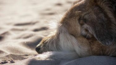 Si sos amante de los perros, este video es para vos: enterate qué es el síndrome vestibular