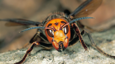 Las avispas asiáticas terminaron con la vida de una excursionista en Francia.