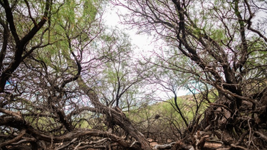 Ambiente organiza un concurso para fotografiar los bosques de San Juan.