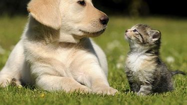 No te dejés estar: mirá dónde castrar a tu mascota
