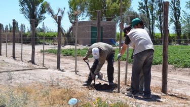 Pocito: más de 100 árboles nuevos en Calle 9