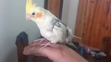 Piden ayuda en la búsqueda de una cacatúa en San Juan.