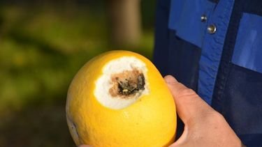 Capacitaciones sobre carpocasa y mosca de los frutos