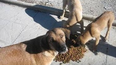 Cronograma de esterilización de mascotas