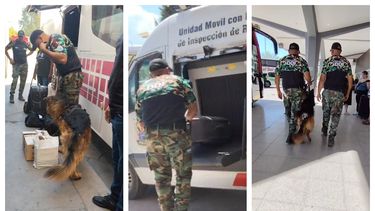 Canes, expertos y Rayos X: un operativo de película se registró en la Terminal de Ómnibus