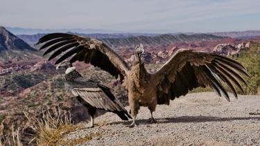 Realizarán en San Juan una muestra sobre el cóndor andino.