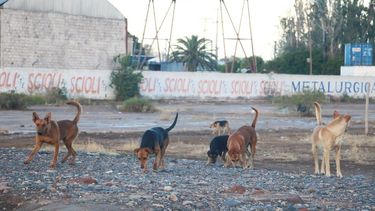 Cada vez hay más perros callejeros en San Juan: ¿hay solución posible?