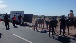 Secuestraron más caballos sueltos en las rutas sanjuaninas