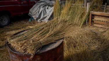 El junquillo, tesoro de 25 de Mayo - Fotografía: Mariano Martín