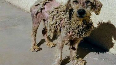 El increíble cambio de un perrito rescatado en San Juan
