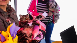 Desarrollarán un mega operativo de zoonosis en Rawson.