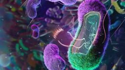 La ciencia sigue sumando investigaciones que revelan los perjuicios de los edulcorantes, que son desaconsejados por la OMS.