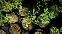 Cómo funciona la fábrica de árboles de San Juan que planean ampliar para ahorrar