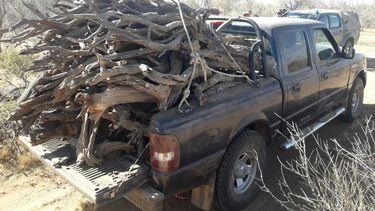 Ambiente salvó 38 aves y decomisó 2 toneladas de leña