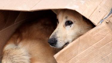 En el último año, en San Juan aumentó un 50% el abandono de mascotas: los motivos