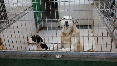 Perros peligrosos: en San Juan inician un rescate masivo de canes para enviarlos a un refugio estatal