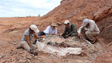 Hallazgo inédito en el mundo: así encontraron la cama de huesos en Ischigualasto