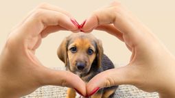 ¿Tenés una mascota?, mirá dónde podés vacunarla y desparasitarla