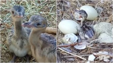 El video de los ñandúes recien nacidos que causó ternura en San Juan