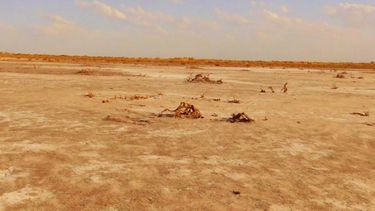 Lucha contra la desertificación: presentan un importante programa en San Juan