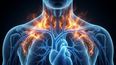 que es la grasa parda activa y como podria reducir la inflamacion arterial en personas con obesidad que es la grasa parda activa y como podria reducir la inflamacion arterial en personas con obesidad