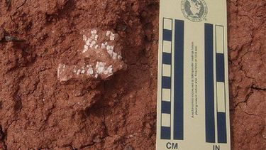 Marayes: Hallan fósiles de 200 millones de años