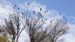 Una gran cantidad de loros genera preocupación y alarma entre productores de algunas zonas de Jáchal. Una gran cantidad de loros genera preocupación y alarma entre productores de algunas zonas de Jáchal.