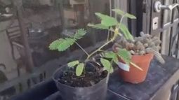 Mimosa, la planta tímida que todos los sanjuaninos quieren