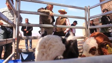 Una visita al feed lot más grande de la provincia