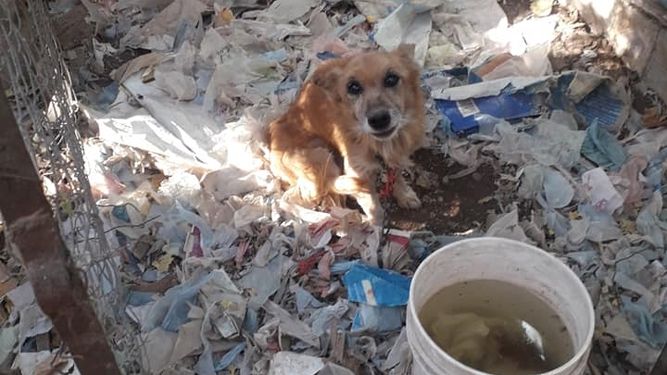 Impactantes imágenes: una mujer murió en el barrio Güemes y varios perros y gatos quedaron desamparados