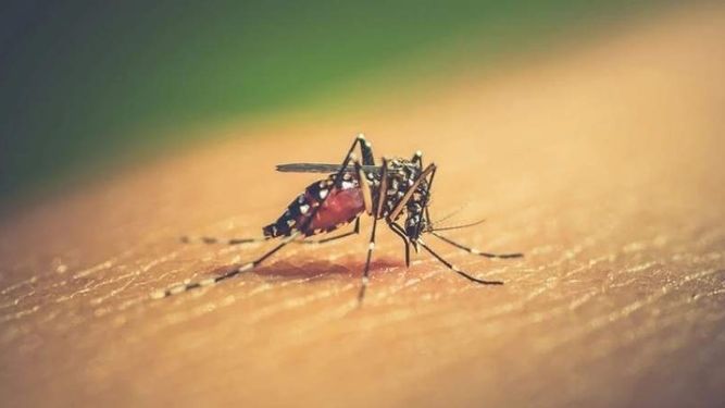 Detectan dos casos autóctonos de dengue en San Juan