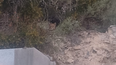 El puma que sorprendió a un grupo de investigadores de la UNSJ en Rivadavia, durante la mañana de este miércoles. El puma que sorprendió a un grupo de investigadores de la UNSJ en Rivadavia, durante la mañana de este miércoles.
