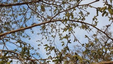 Alertan por vientos intensos durante la madrugada de este miércoles en San Juan