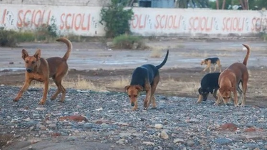 Tras el ataque a la mujer en Chimbas se reavivó el dilema eterno de los perros callejeros en San Juan