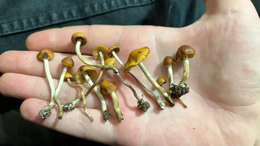 Estudian un medicamento natural que sería eficaz para tratar la adicción a la cocaína