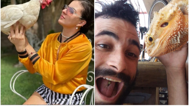 Mascotas random: historia de dos sanjuaninos que juegan fuera del mundo de perros y gatos