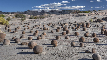 Un guanaco caminando por la Cancha de Bochas sorprendió a los visitantes de Ischigualasto.