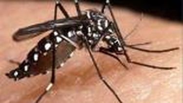 En Rivadavia le dicen no al dengue