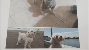 Sunny es el nombre de la hembra mini toy que se extravió.&nbsp;