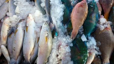 Semana Santa: recomendaciones para no comprar pescado en mal estado