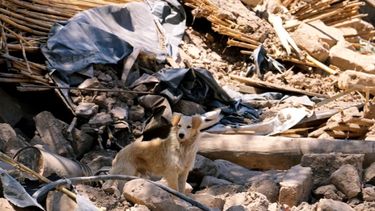 Rescate de animales más grande de la historia de San Juan: son muchísimos y la mayoría están enfermos