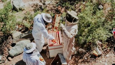 Realizaron la primera cosecha sostenible de miel en Las Chacras