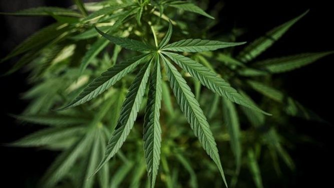 Cannabis medicinal: ya hay una comisión para aplicarlo en San Juan