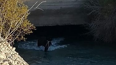 Personal de diversos organismos y vecinos trabajaron durante 3 horas para rescatar una yegua que cayó al canal en Pocito.