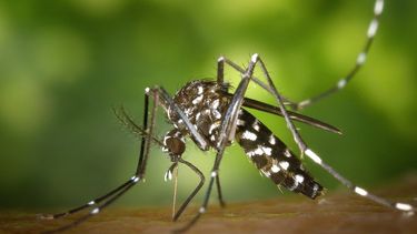 La otra epidemia que crece: el dengue sigue sumando casos autóctonos en San Juan La otra epidemia que crece: el dengue sigue sumando casos autóctonos en San Juan