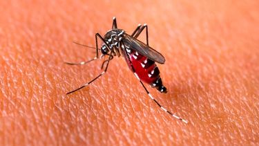 En los últimos 5 días, se sumaron 3 nuevos casos de dengue en San Juan En los últimos 5 días, se sumaron 3 nuevos casos de dengue en San Juan
