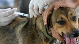 No te olvidés de vacunar a tu mascota gratis, mirá cómo