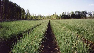 Pese al clima frío, chacareros sanjuaninos dieron visto bueno a la semana