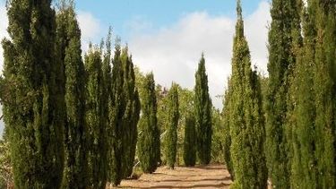 Polémica en Zonda por la tala de más de 60 cipreses