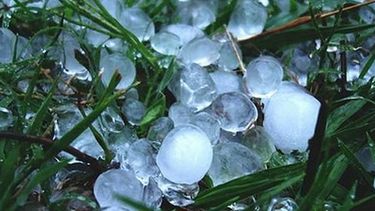 Al menos 1000 hectáreas afectadas por la caída de granizo